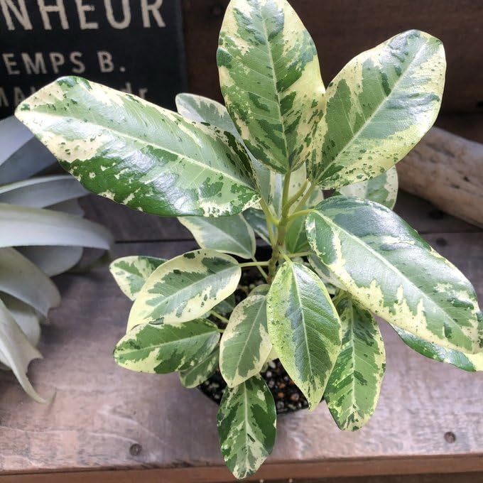 希少 フィカス アサヒゴム レア 観葉植物 斑入り 2苗（値下げ）