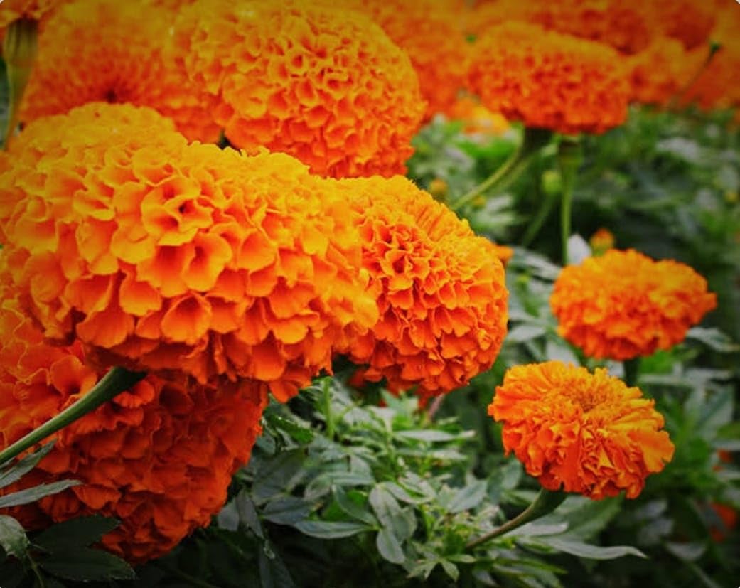 Hidden Enterprise Indian Beautiful very Nice looking All Time Orange Mari Gold Tree Flower Plant. For Home Garden Out Door Live Flower Plant. pack of 01.