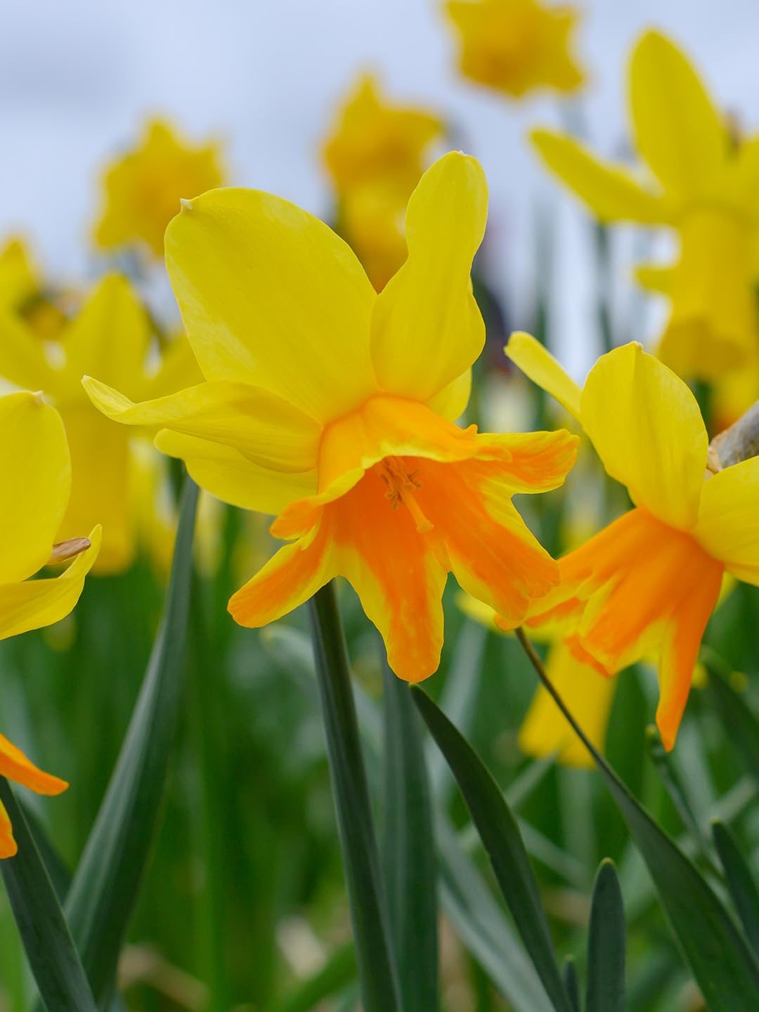 Narzisse Rataplan | 6 Stück | 10 Stück | Blumenzwiebel | duftend | Verwildernd | Gelb | Orange | 100% Blütegarantie | QFB Gardening | Narzissenzwiebeln