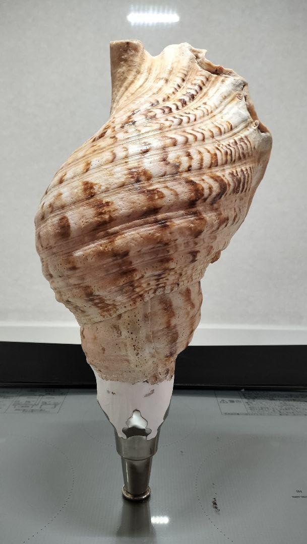 Amazon.co.jp: 古代大型桃色法螺貝（ピンク貝）法螺貝 ほら貝 ホラガイ