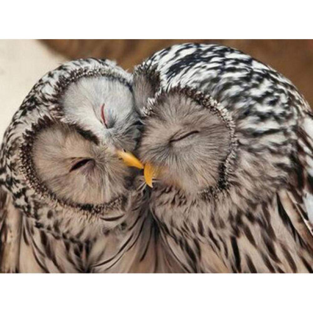 Broderie diamant 5D contre le stress | Kit mosaïque carrée hibou pour débutant et adulte
