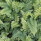 Blumixx Stauden Polystichum aculeatum - Glanzschildfarn