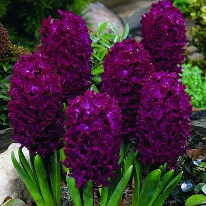 SVG® Hyacinth Imported Flower Bulbs for Home and Gardening Pack of 3 Bulbs (DARK MAGENTA) (B0DGCKK3JZ) Amazon Price History, Amazon Price Tracker