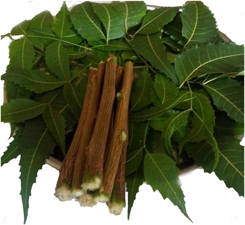 New Organic Neem Chew Sticks Datun Quality Assured - 10 Sticks