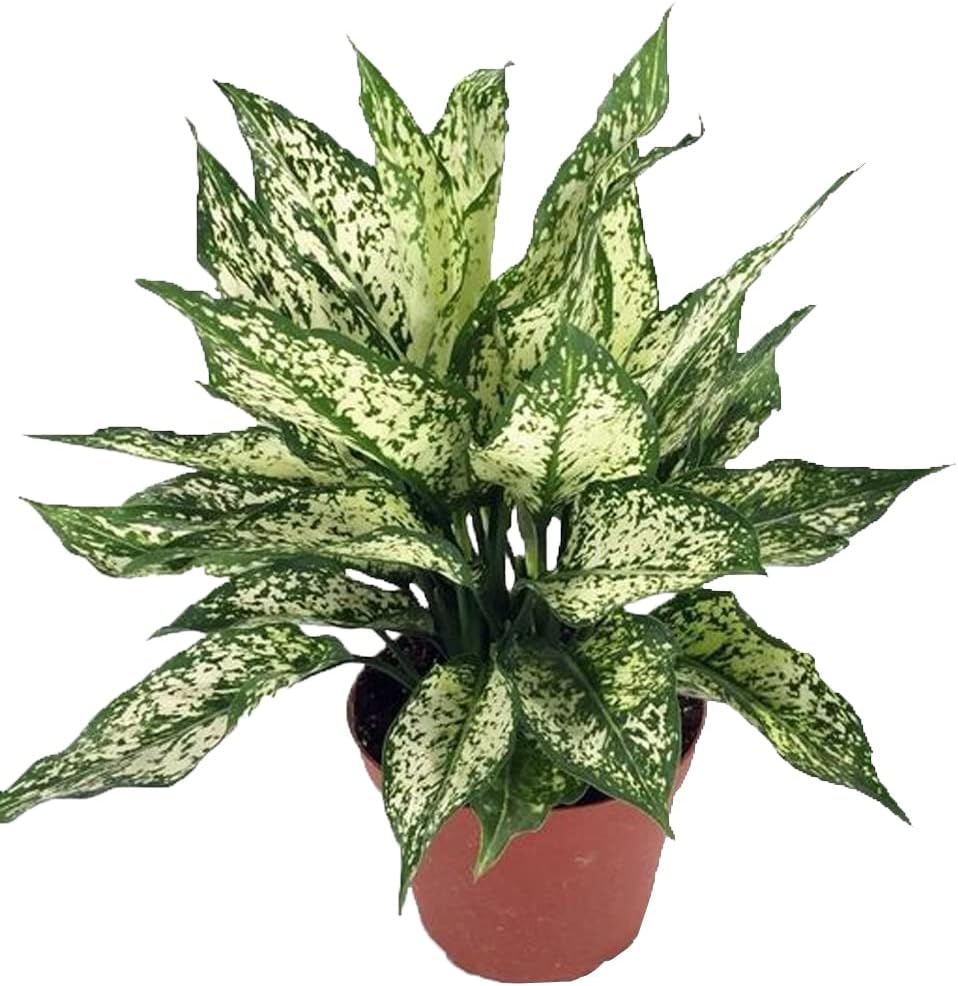 CAPPL Indoor Aglaonema Plants for Home and Office (Snow White)