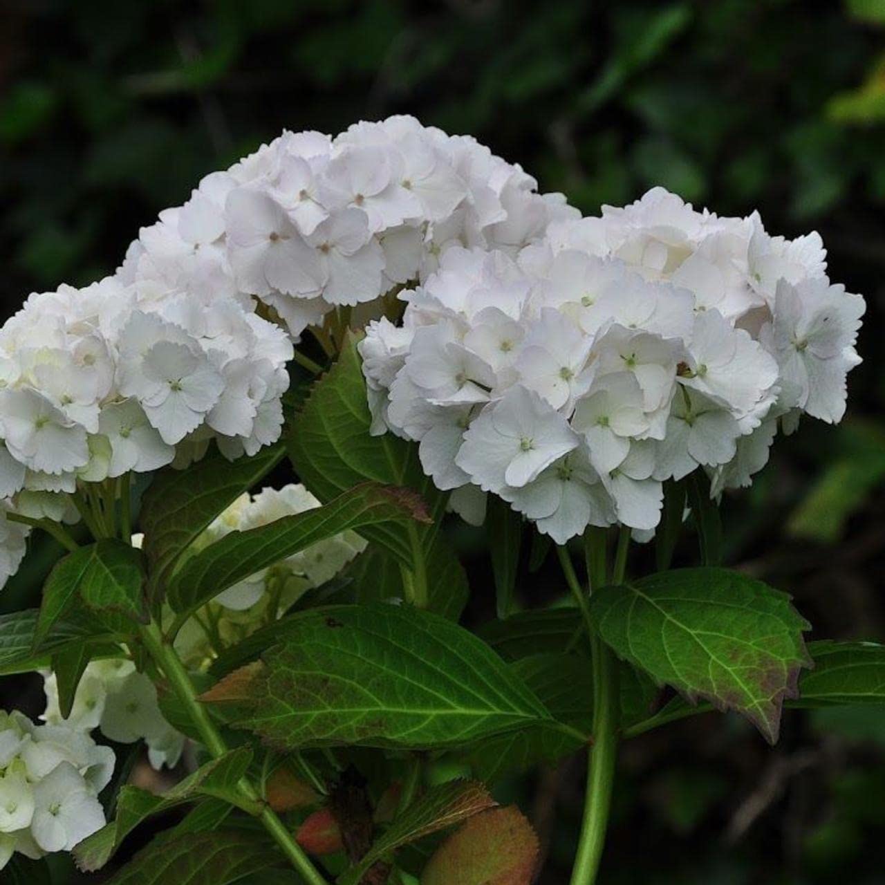 Ortensia "Hydrangea" 3 piante in vaso ø18 cm COLORI MISTI