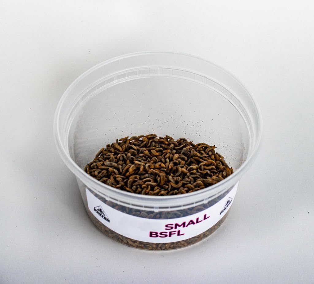 Symton Small Feeding Grade Black Soldier Fly Larvae (5000ct)