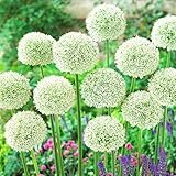 Allium White Giant (paquete de 5 bulbos), gigante ornamental Riesen Zierlauch Giganteum, perenne, bulbos de flores fragantes y resistente al invierno de Holanda para jardín, maceta, no artificiales).
