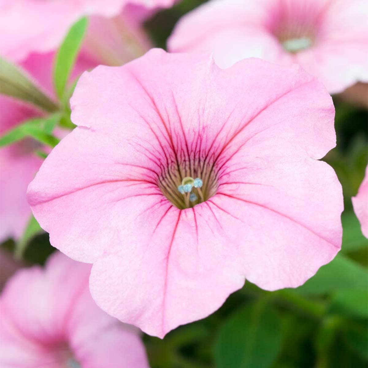 Bloomique - Lot de 6 - Pétunia à grandes fleurs - Mélange de couleurs - Plantes de massif - Plantes de jardin - Hauteur 15-20 cm - Pot 10,5 cm