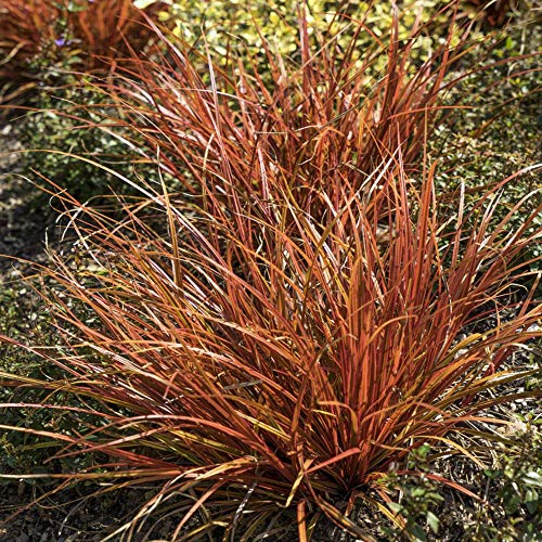 Outsidepride Perennial Uncinia Rubra Red Ornamental Grass For Beds, Bords, Baskets, & Containers - 50 Seeds #TOP3