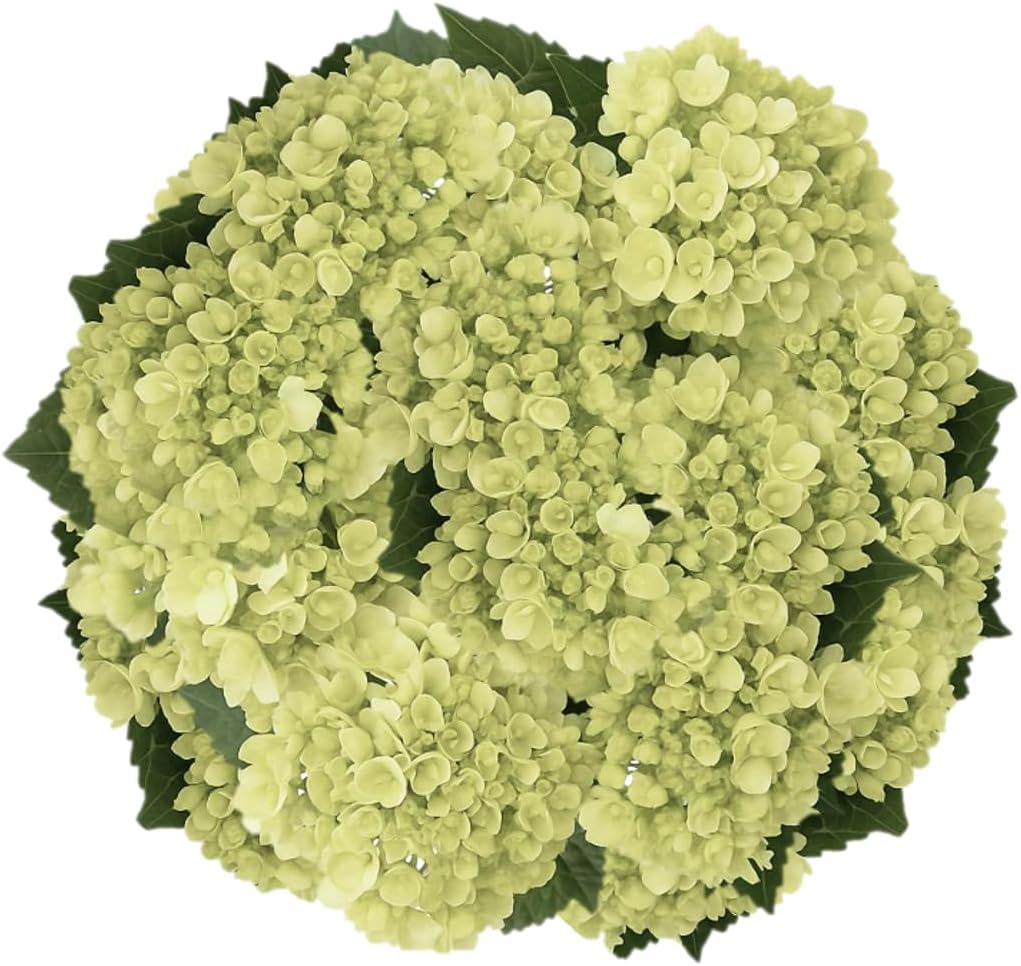 GlobalRose 30 Green Mini Hydrangeas – Responsibly Sourced White Flowers – Hand-Picked Flowers Fresh Bouquet for Graduation, Anniversary, Birthday & Special Occasions