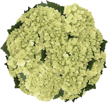 GlobalRose 30 Green Mini Hydrangeas Responsibly Sourced White Flowers Hand-Picked Flowers Fresh Bouquet for Graduation, Anniversary, Birthday & Special Occasions