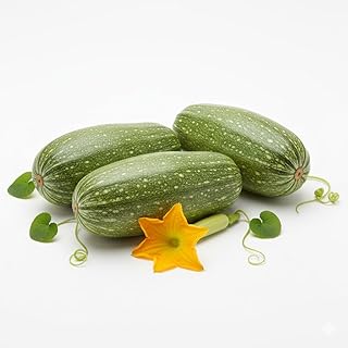 Fresh Mexican Squash 9 Pound