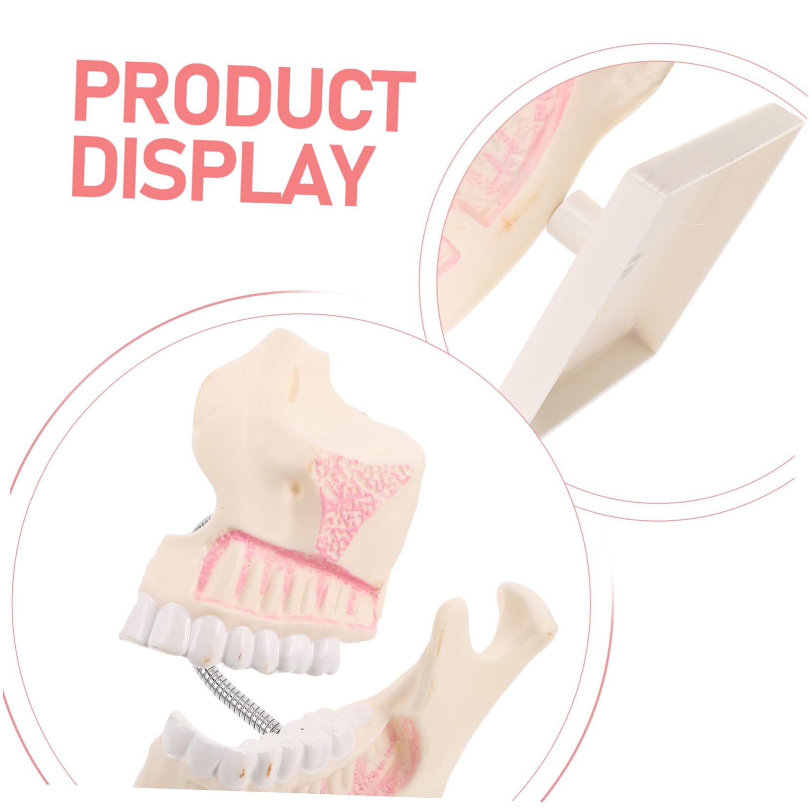STOBAZA Modello di Denti Typodont per Odontoiatria Modello di Studio Dentistico in Plastica per Pratica Didattica Denti Finti per Apprendimento Orale