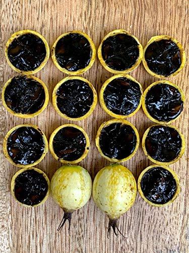 Blackberry Jam Fruit Randia Formosa Potted Plant Tropical Tree Jasmin De Rosa #TOP2