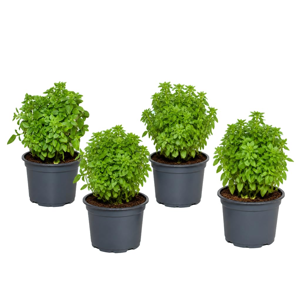 Ocimum Basilicum Hoja Pequeña Albahaca Hoja Fina - Pack de 4 Unidades - Maceta 12 cm - 25-30 cm de Altura - para Cocina Mediterránea - DECOALIVE