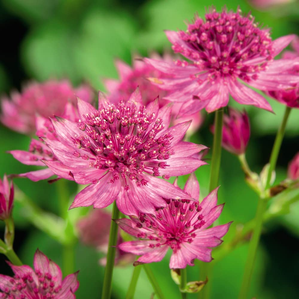Astrantia Major 'Roma' Hattie's Pincushion Masterwort Hardy Perennial RHS AGM Pink Blooms Easy to Grow Your Own Cottage Garden Flowers 2X 9cm Potted Plants By Thompson and Morgan (2)