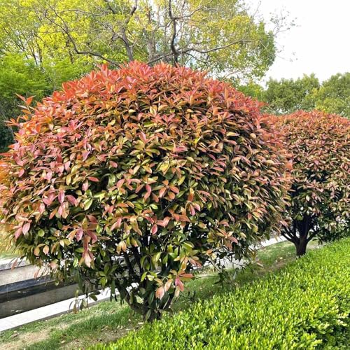 semillas de aligustre brillante rojo petirrojo - para jardín de interior semillas - Serie Raras - petirrojo rojo resistentes para jardín, 250pcs