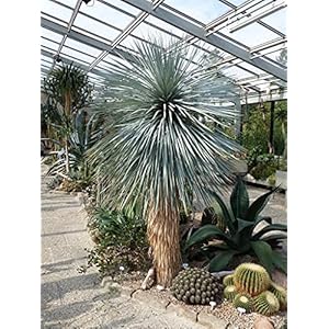 Radny 50st yuca rostrata plant