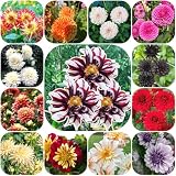 Tubérculos de dahlia lugares soleados Variedades antiguas orgánicas raras Parterre elevado con de primavera Decoraciones jardín exteriores resistentes jardines 11pcs