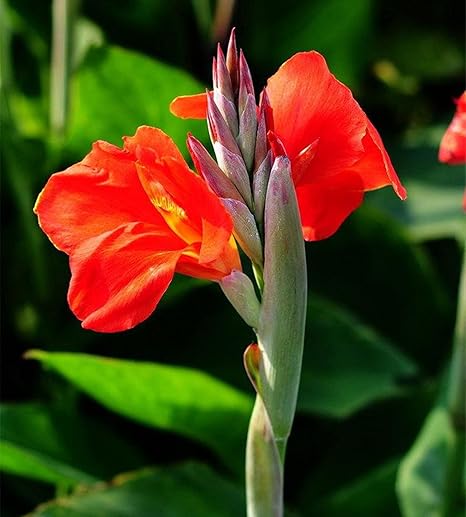 Amazon 大きな花 適応性強い 栽培しやすい 花は明るくカラフルで カンナユリ植物球根 希少植物 多年草 4球根 C 花