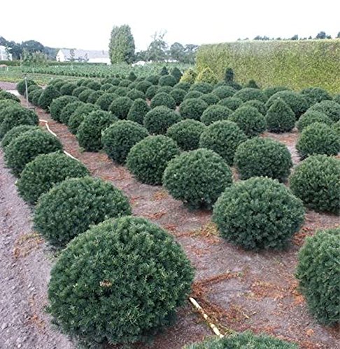 Taxus baccata 'Hessei' 25–30 cm – Winterhart, Immergrün, Pflegeleicht – Eibe Kugelschnitt – Formgehölz für Kübel & Garten