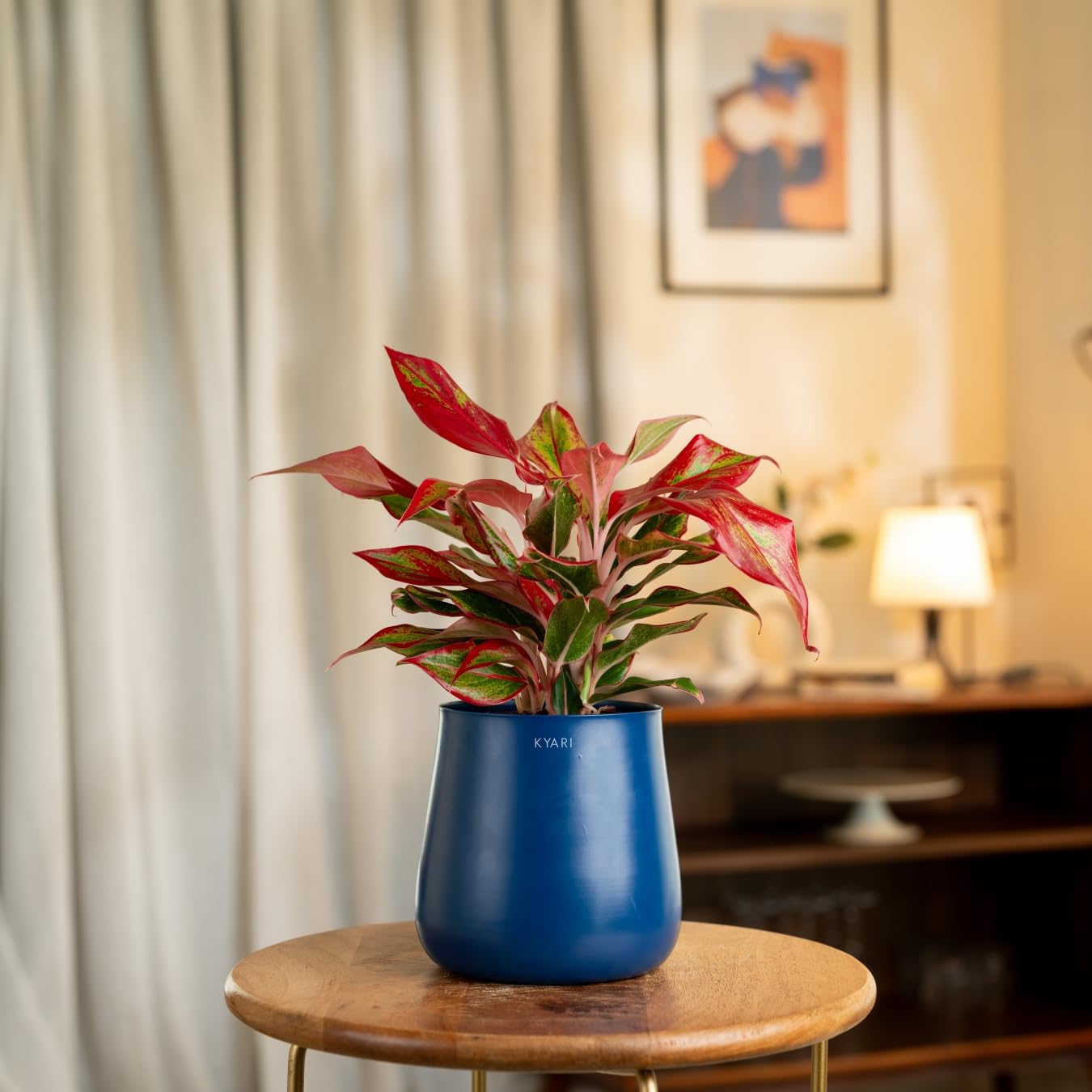 KYARI Aglaonema Lipstick Indoor Plant for Living Room | Live Plants | Plants with Blue Aura Self Watering Pot for Home | Office Plants | Plants for Home Decor (B0DCNP7LKF) Amazon Price History, Amazon Price Tracker