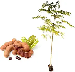 Muda de Tamarindo (Tamarindus indica) Altura de 20 a 40cm – planta frutífera tropical, sabor agridoce, ideal para vasos grandes ou solo, cultivo em quintais, sítios e pomares