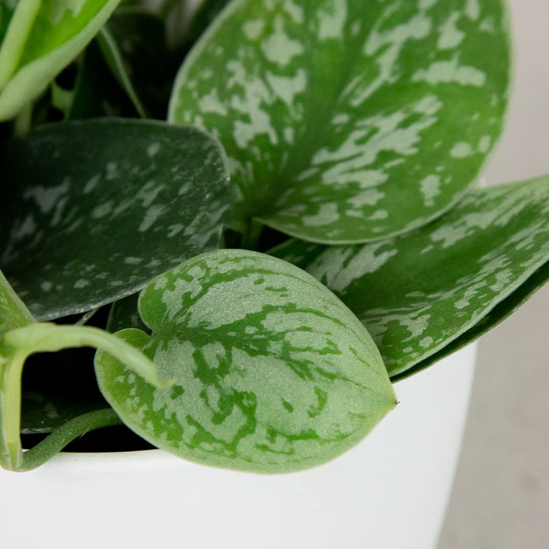 trifasciata sansevieria Shop 'Mother in Law Plant - Sansevieria trifasciata' Snake Plant - Care and  Info