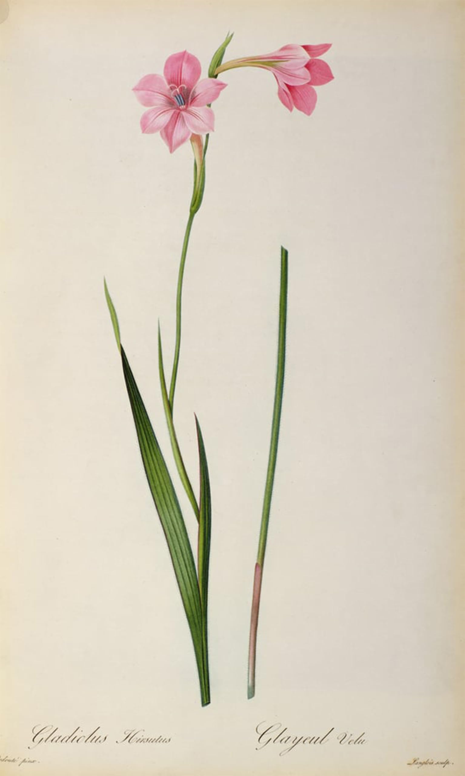 SERENDIPITP Abstract Painting Mural Print Picture Wall Decor Painting Gladiolus Hirsulus by Pierre Redouté Vintage Wall Artwork for Home Decor 60x90cm