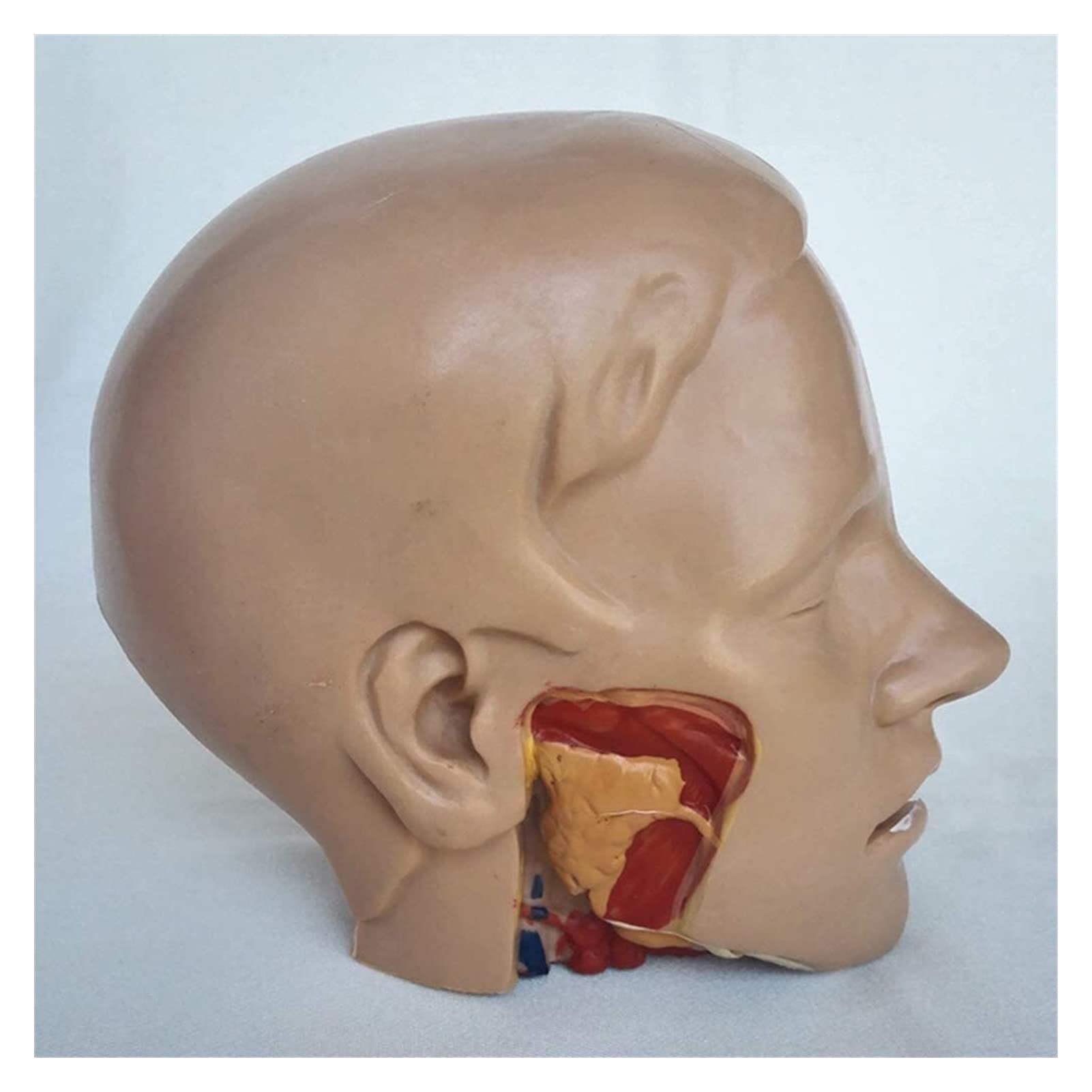 GaRcan Schädelmodell Menschliche Anatomische Anatomie Abnehmbare Kopfarterie Anatomisches Modell für den Unterricht exquisit