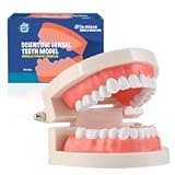 LA MIERE 1 Pack Standard Teeth Model Adult Standard Typodont Demonstration Denture Model for Kids Tooth Dental Teaching&comma; Clean Display&comma; Education&comma; Study &lpar;No Wisdom Teeth&rpar; Gift Set