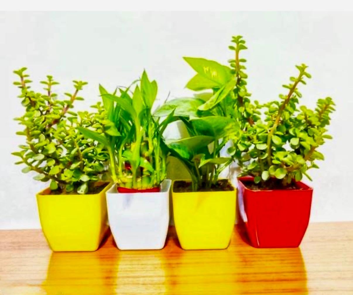 Combo Pack of 4 Indoor Live Plants – 2 Jade Plants, Two Layer Lucky Bamboo & Money Plant in Plastic Pots | Good Luck, Wealth & Air Purifying Plants for Living Room & Office Table Decor (Set 2)-image-10