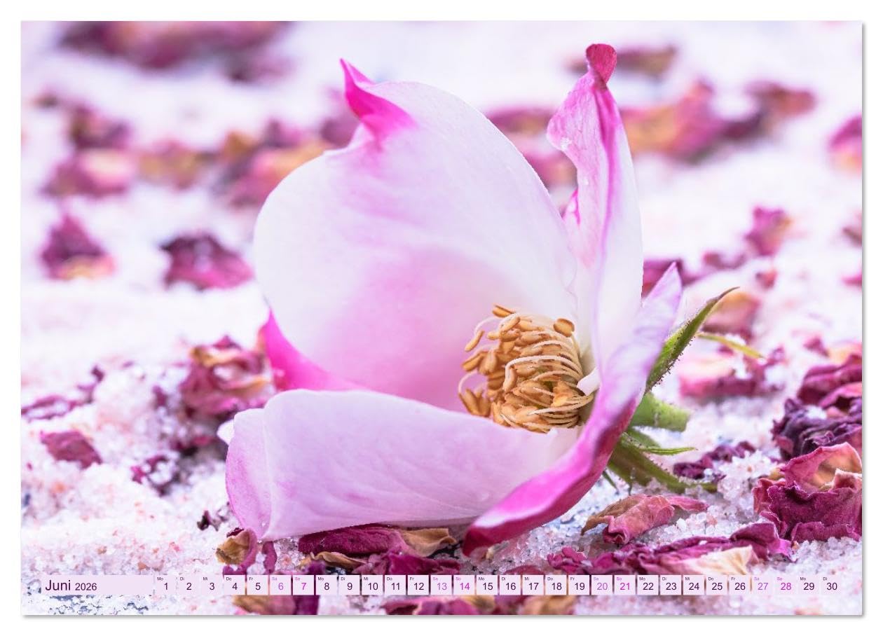 Essbare Blüten aus meinem Garten (hochwertiger Premium Wandkalender 2026 DIN A2 quer), Kunstdruck in Hochglanz: Essbare Blüten - ein Fest für die Sinne (CALVENDO Lifestyle)