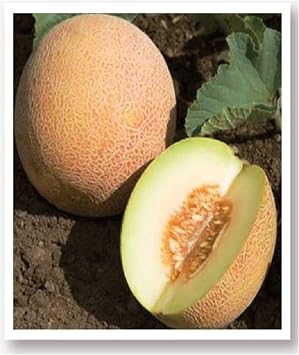 Ata Tohumu Yerli Kavun Tohumu Ananas 100 Adet Tohum