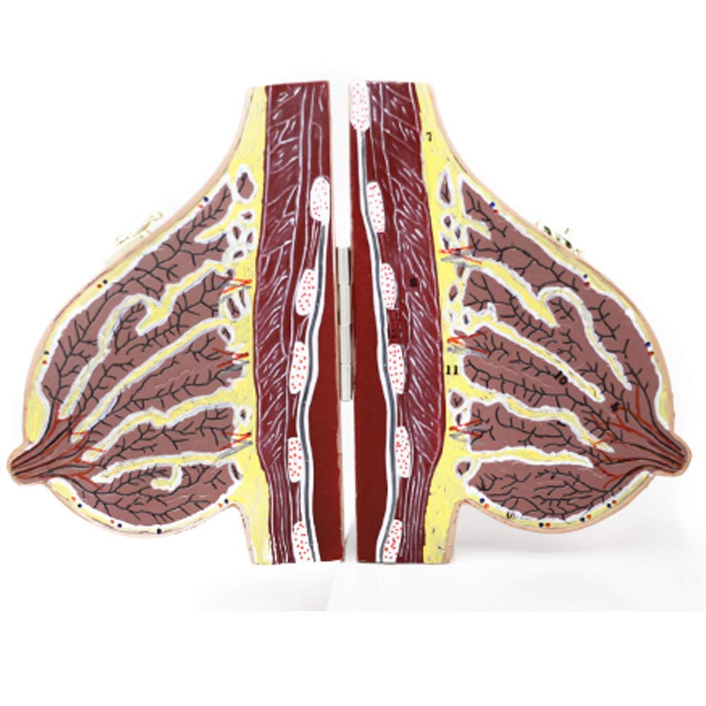 GTHTUHFD Educational Model Anatomy Breast Model Human Female Chest Breast Structure Model For Medicine School Teaching Aids Gynecology Doctors,Lactation,Medical Models .99,Lactation