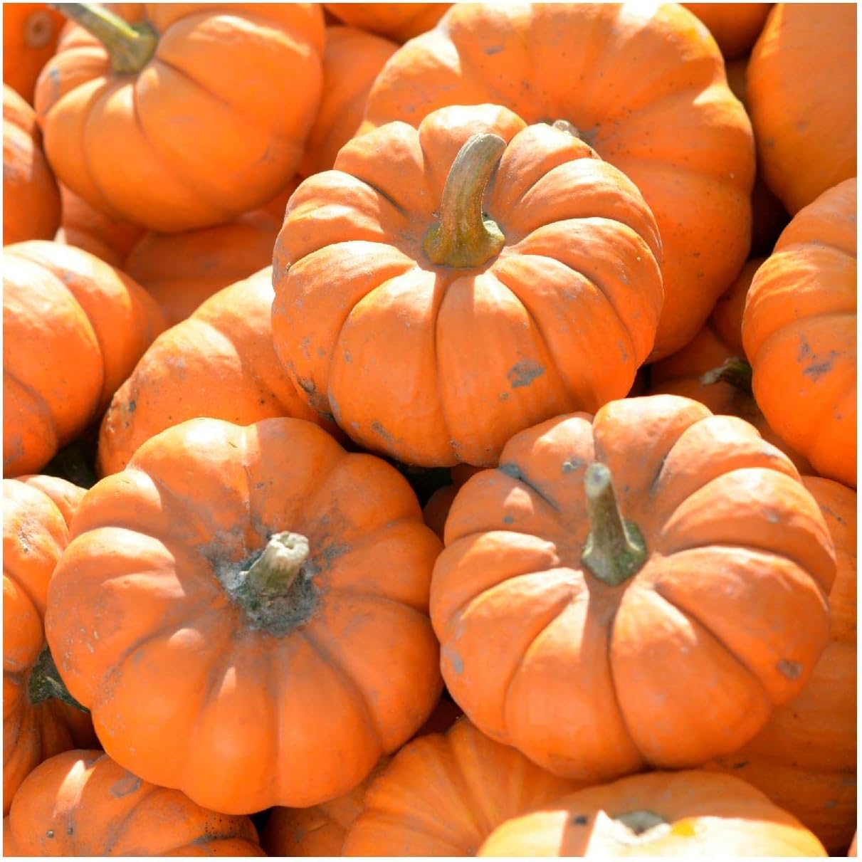 Everwilde Farms - 1 Lb Jack Be Little Pumpkin Seeds - Gold Vault