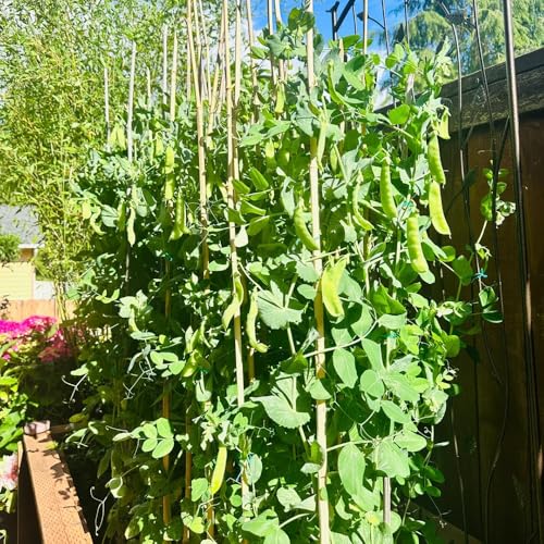 200 piezas semillas de tirabeques organicas - resistentes para jardín, semillas de bonsai decoración jardín techos verdes,