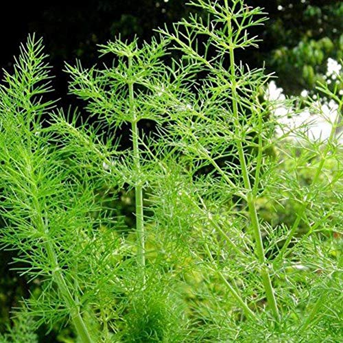 Shiningbaby 200pcs Common Green Fennel Foeniculum Vulgare Herb Seeds