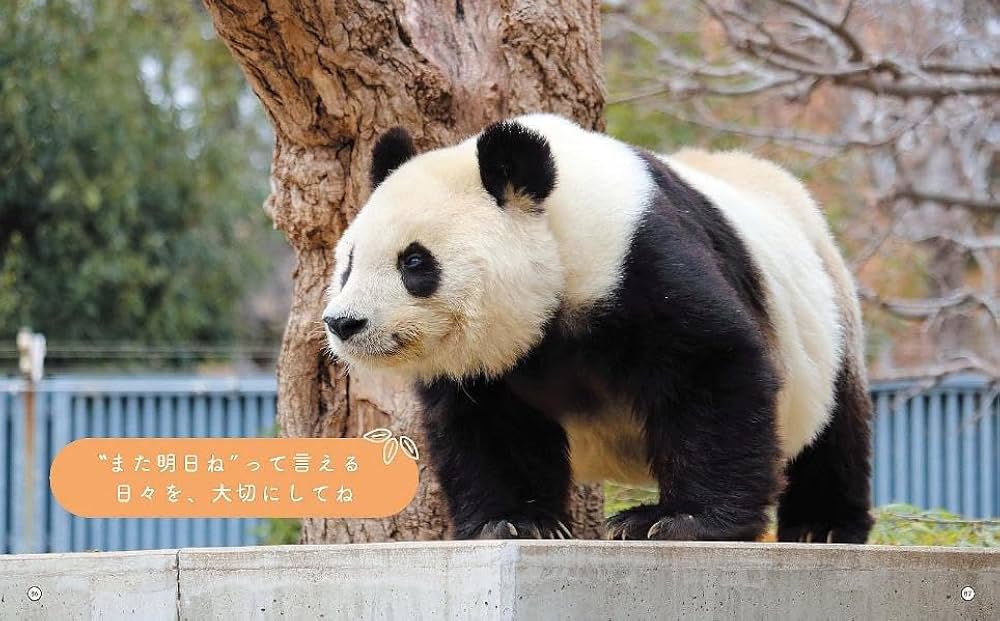 Amazon.co.jp: パンダのタンタン、また明日ね : 二木 繁美: 本