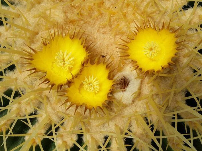 Geosism & Nature Echinocactus grusonii 20 cm, Cactus, Plante succulente