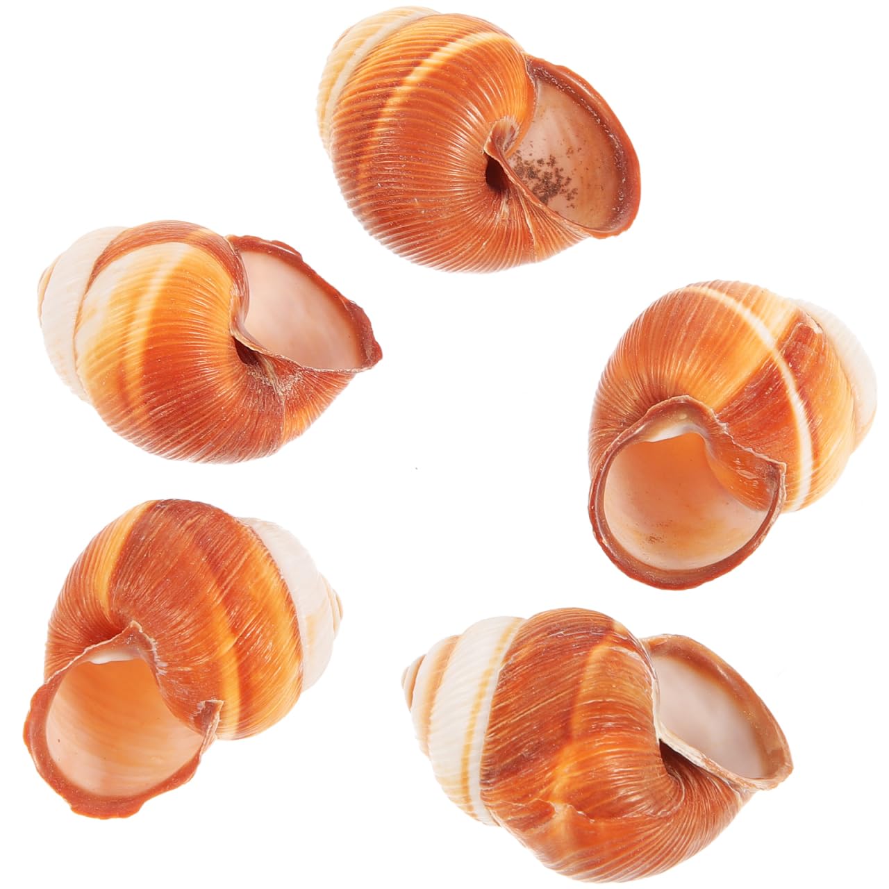 UPKOCH Natural Snail Shells for Escargot Cooking 1.57 Inch Heat Insulation Snail Shells Set of 5 for French Restaurant Baking and Serving