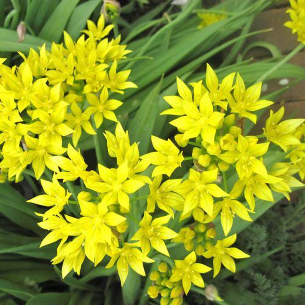Plantogallery® Flower Bulbs | Allium Bulbs For Winter Season Flower Home Gardening (Pack of 5 Bulbs Yellow) (B08PCBXR63) Amazon Price History, Amazon Price Tracker