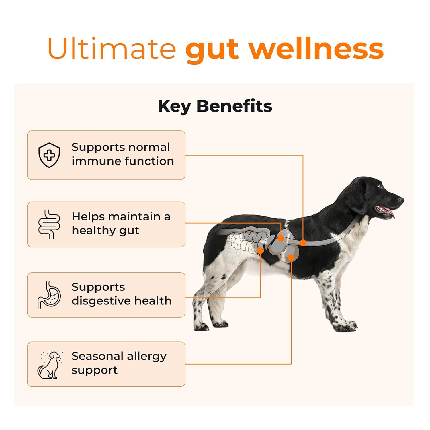 PETSAPIENS Pre + Probiotic Supplement for Dogs(240gm) | 10B CFU | Boosts Gut Health & Immunity | Gluten-Free | Vet Formulated | Prevents Scratching, Paw-Licking & Indigestion | Chicken Flavour — Amazon image 6