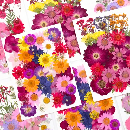 Kit de flores prensadas naturales secas para manualidades miniatura 2