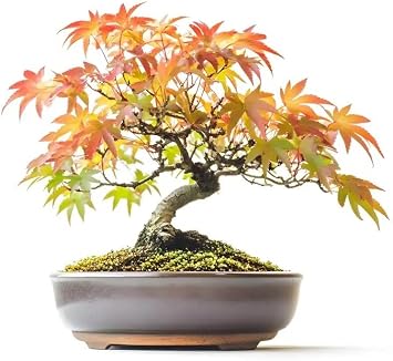 30 Japanese Flame Maple Bonsai Tree Seeds for Planting