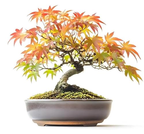 Japanese Flame Maple Bonsai Seeds image