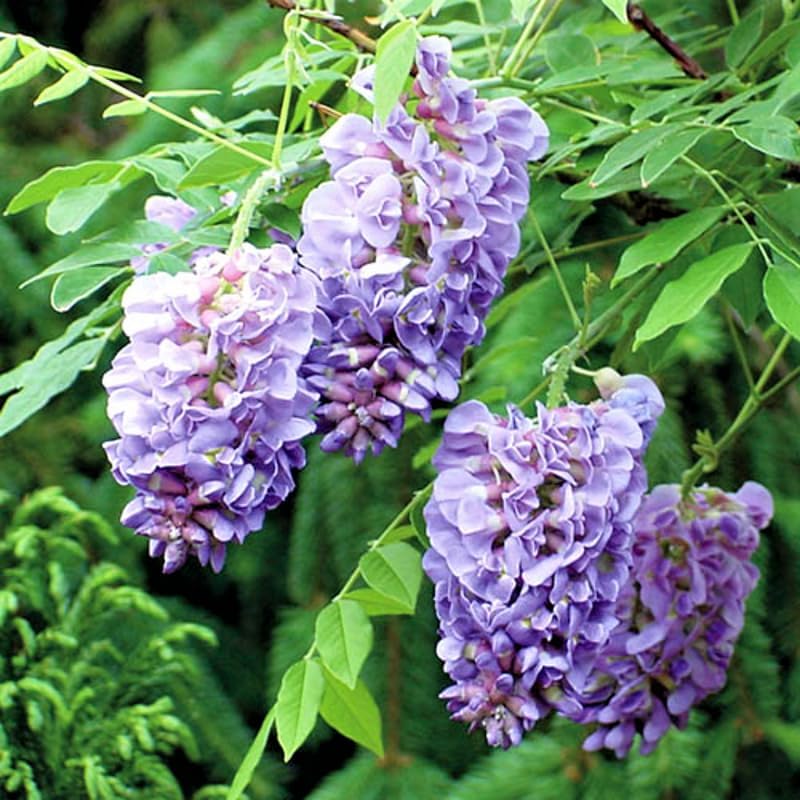 Violet Wisteria Tree Planta viva, planta viva de glicina de 4 pulgadas, planta de vid de glicina bonsái, planta viva de árbol de glicina