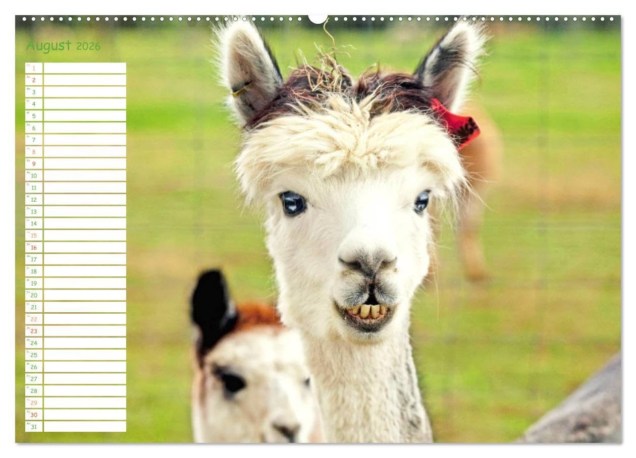 Alpakas: Wollige Kleinkamele aus Südamerika - Edition lustige Tiere (hochwertiger Premium Wandkalender 2026 DIN A2 quer), Kunstdruck in Hochglanz: ... Wuschelköpfe aus den Anden (CALVENDO Tiere)