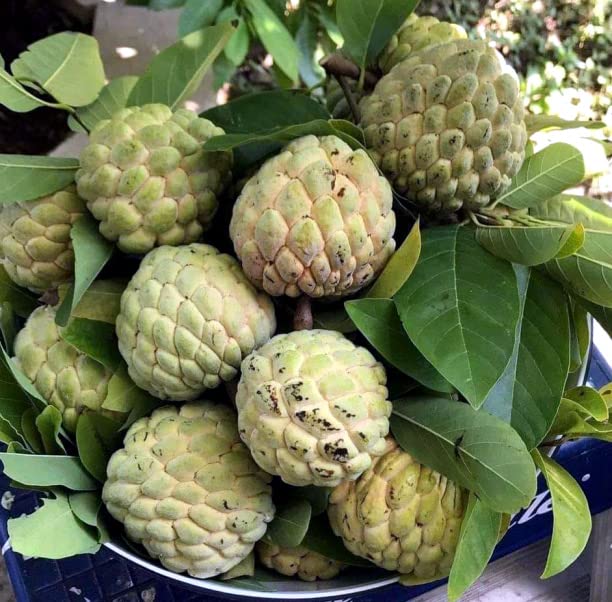 See full amazon price history chart for Sitafal seeds (100 seeds) Sitafal seeds (100 seeds) (B0BYXX586S) Amazon Price History, Amazon Price Tracker